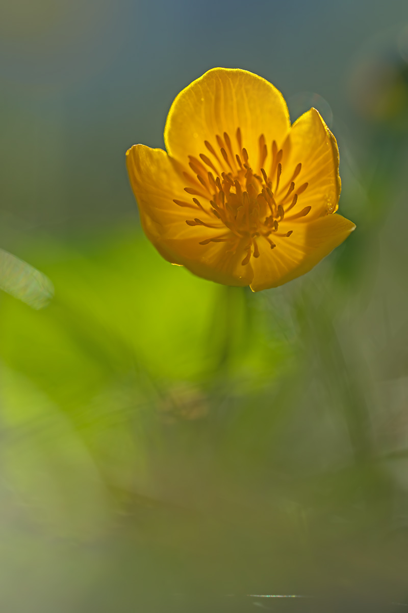 compSumpfdotterblumen9.4.2017GäsiWeesenDSC_0529-94%.jpg
