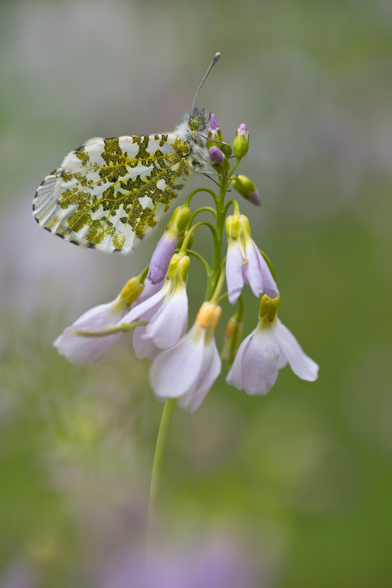 Anthocharis-cardamines_kompr.jpg