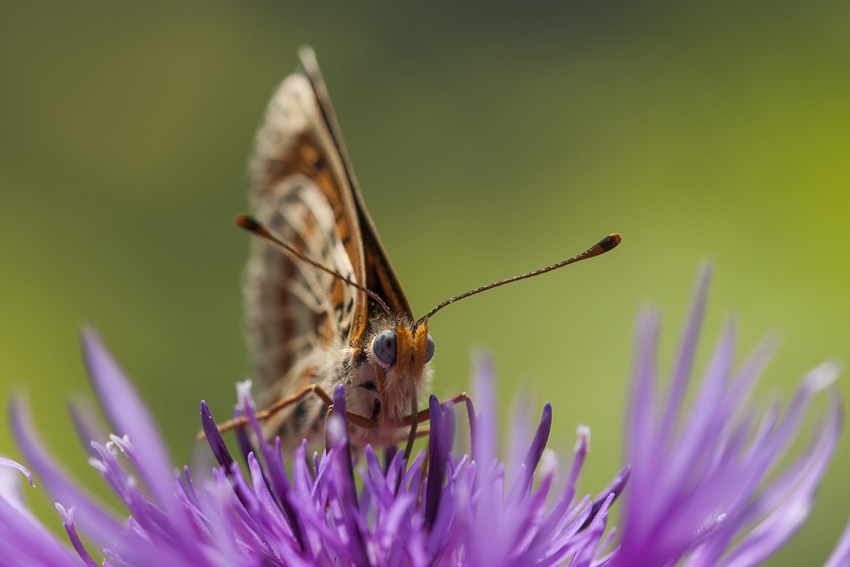 _D3X9782_B_MF_Feuriger Scheckenfalter.jpg