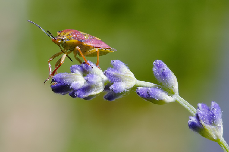 Beerenwanze_DSC4880k.jpg