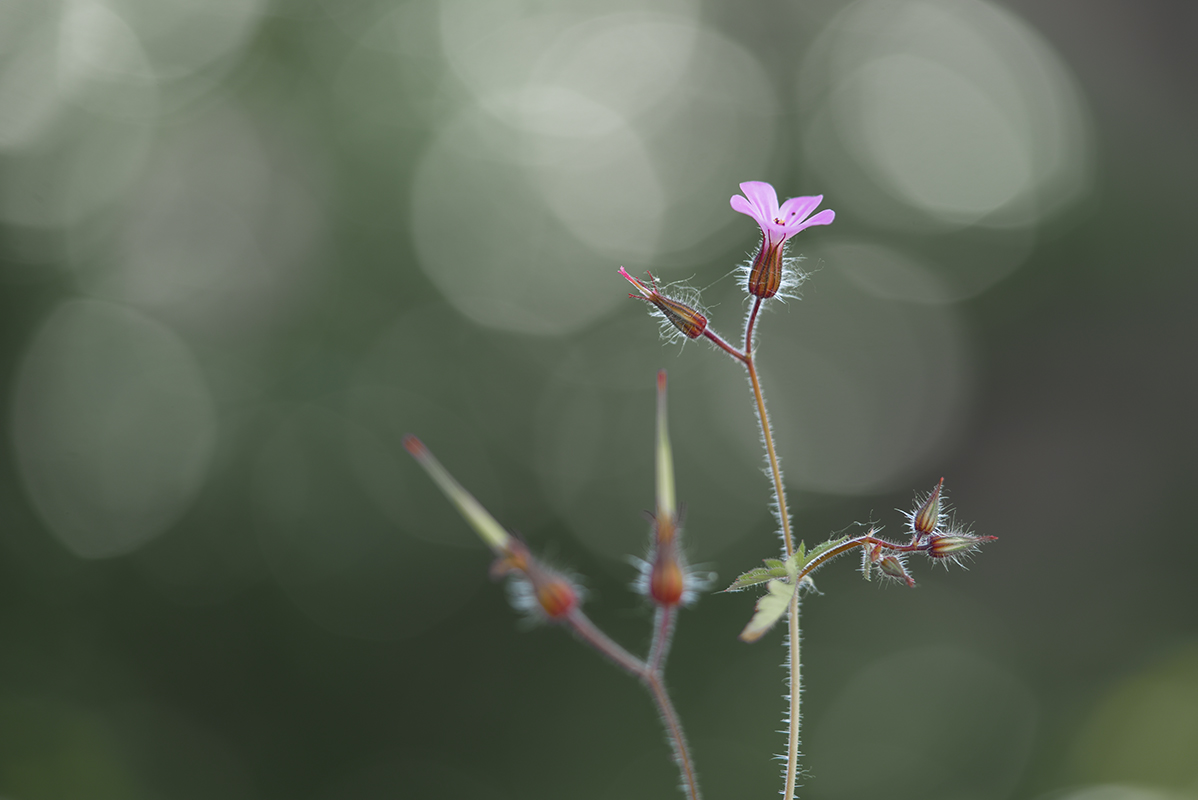 Geranium-robertianum-(Ruprechtskraut)1200px.jpg