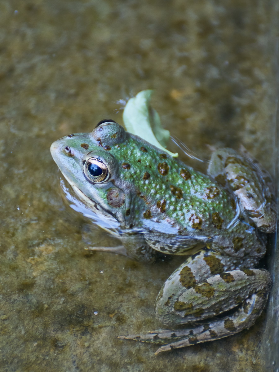 DSC01409-C1_2.jpg