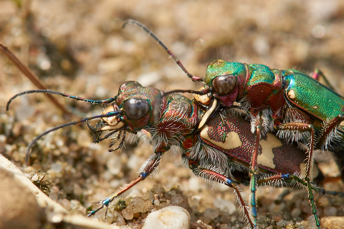 Cicindela campestris Cicindela hybrida  075708_1200.jpg