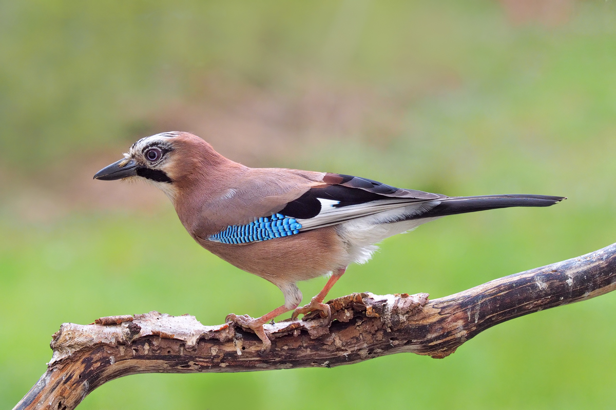 Garrulus-glandarius-OOG11120---Kopie.jpg