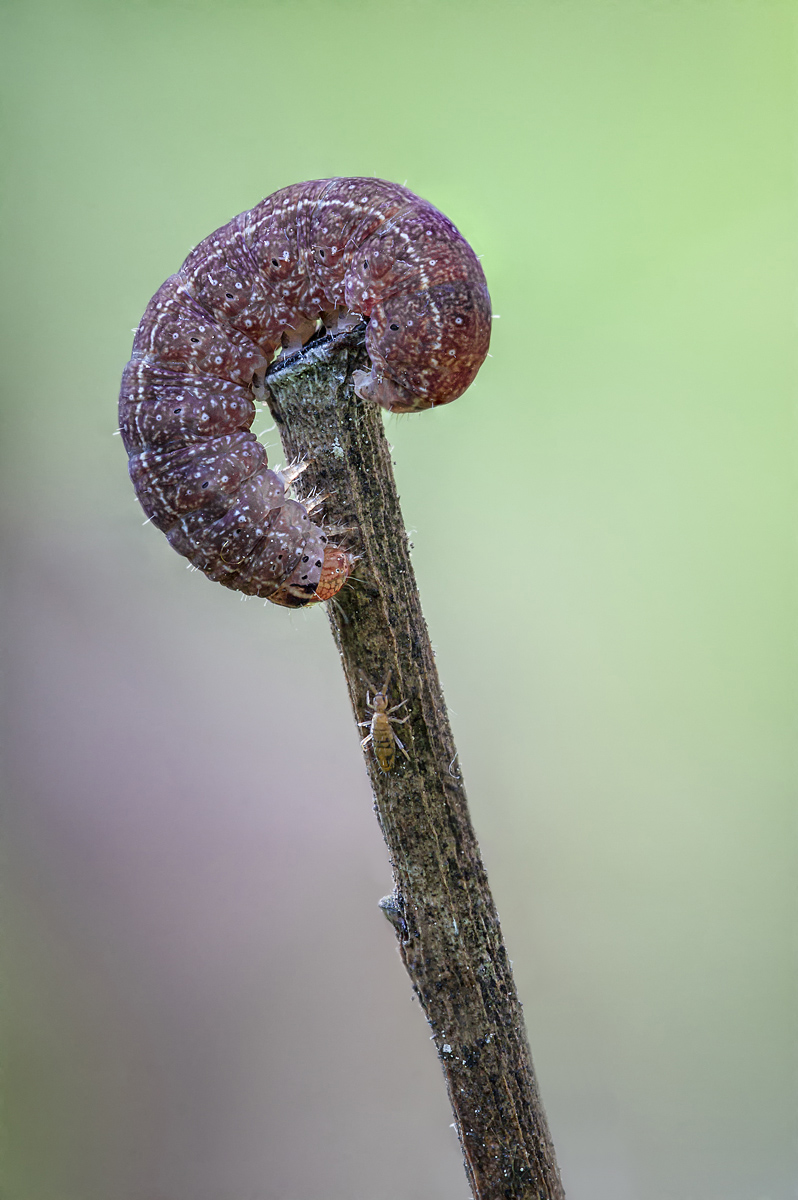Raupe 3.jpg
