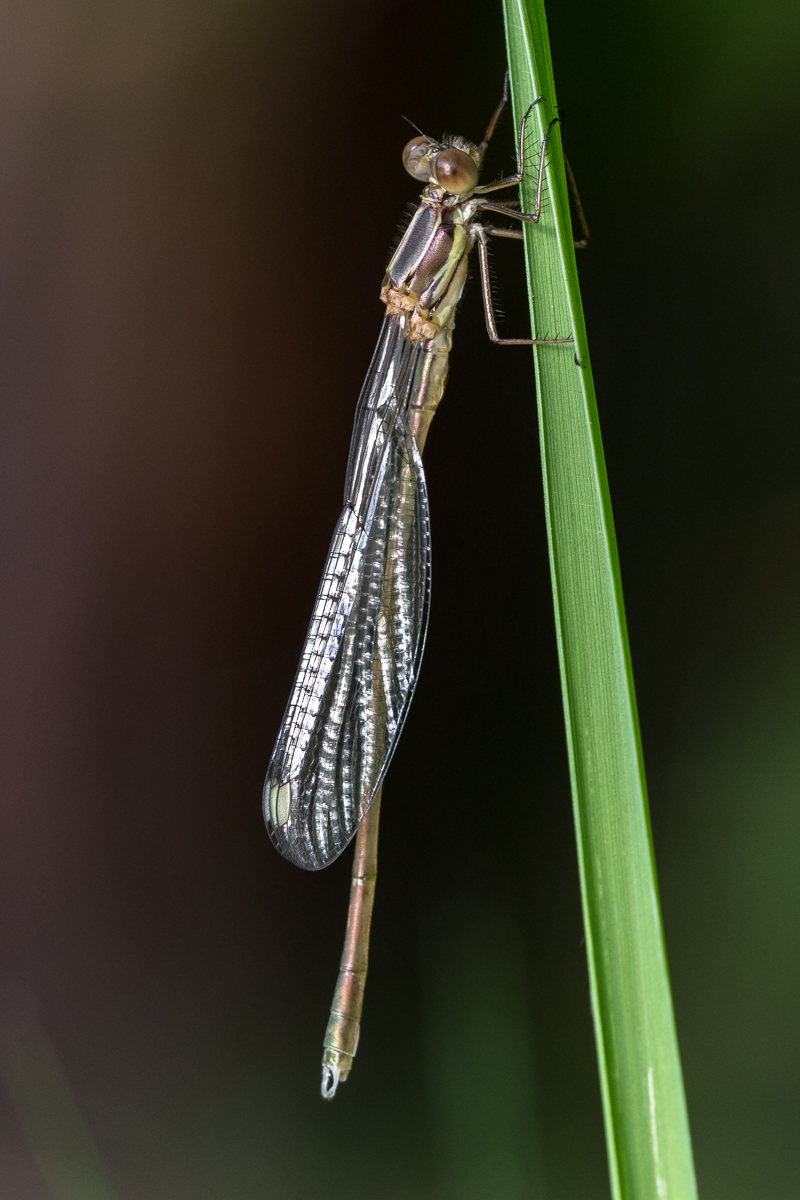 IMG_3436-3.jpg