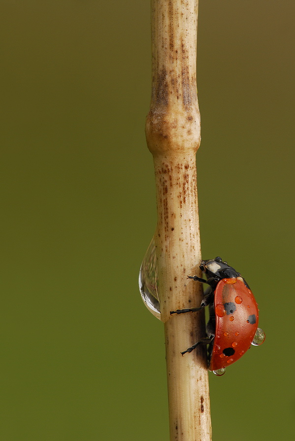Marienkäfer kompr.jpg