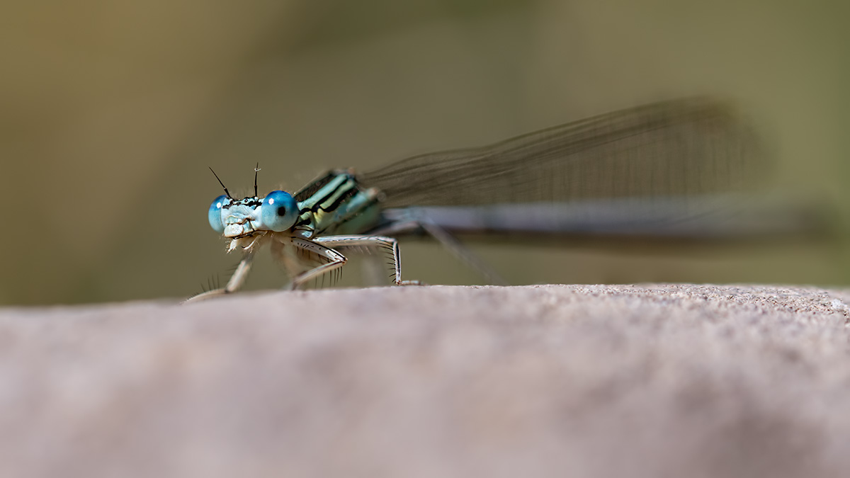 compLibelleFeder4.6.2017FägswilStackDSC_1727-1734 78%.jpg