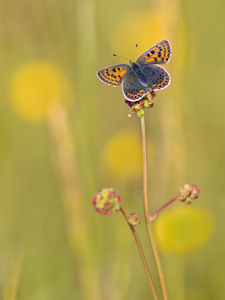 Lycaena-tithyrus-GG111824.jpg