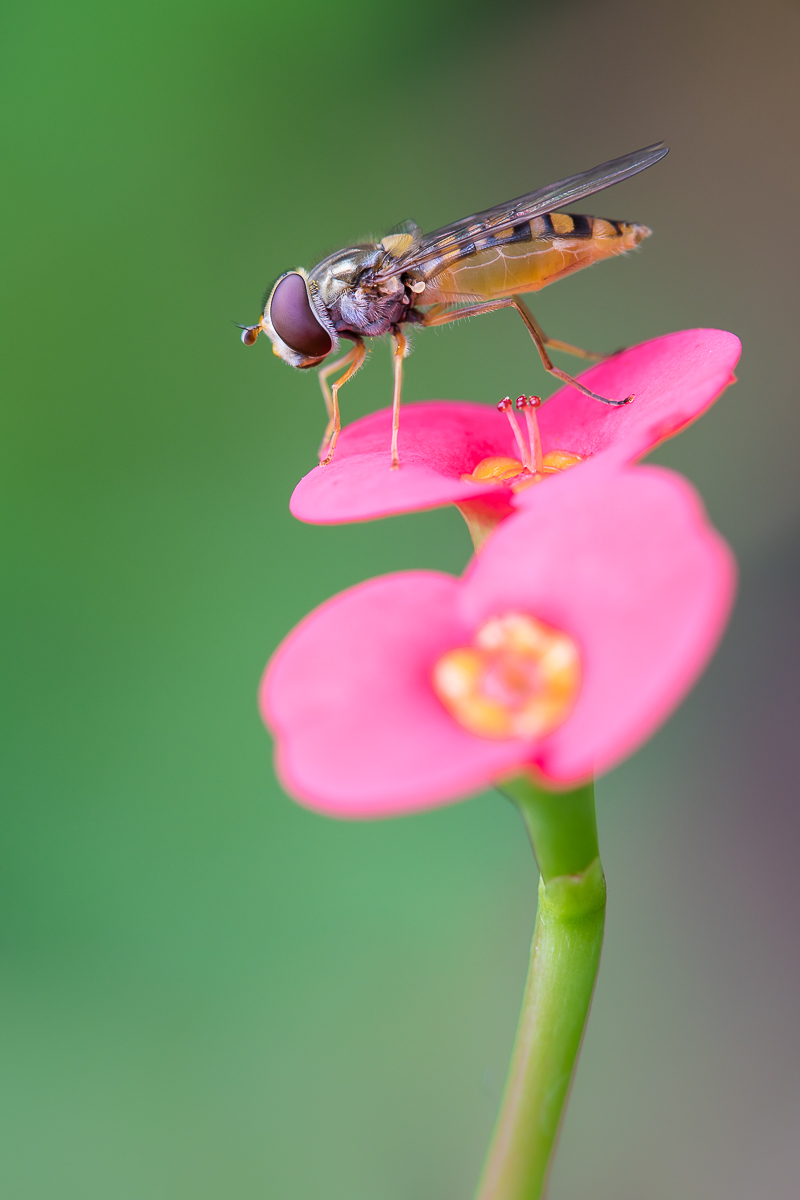 Magendehnung extrem (1 von 1).jpg