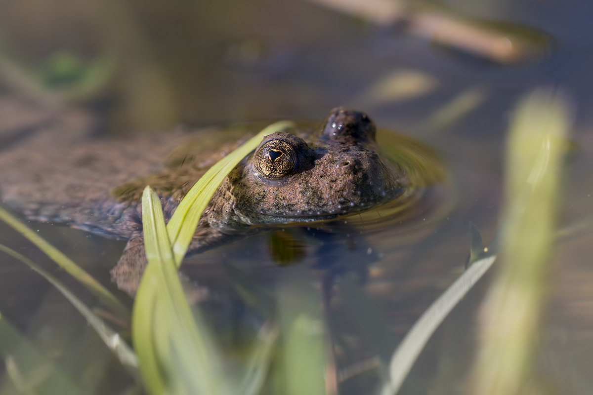 compGelbbauchunke13.5.2017FägswilDSC_0667.jpg