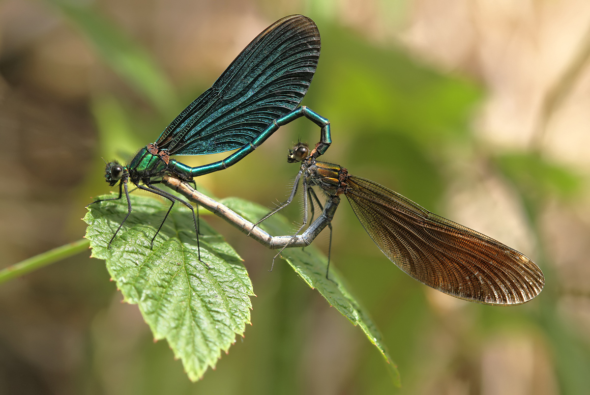 Calopteryx virgo_copula_IMG_8240_1200a.jpg