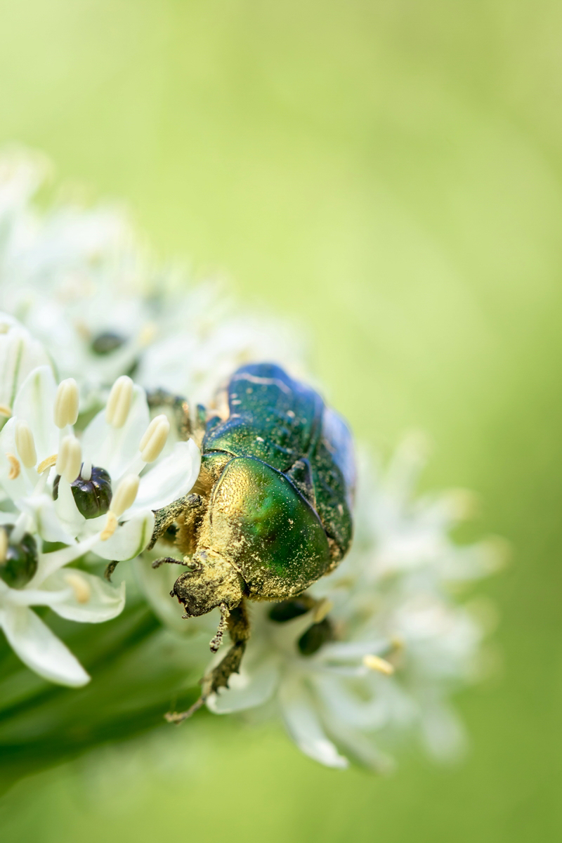 Cetonia aurata; Goldglänzender Rosenkäfer Insekt (1).jpg