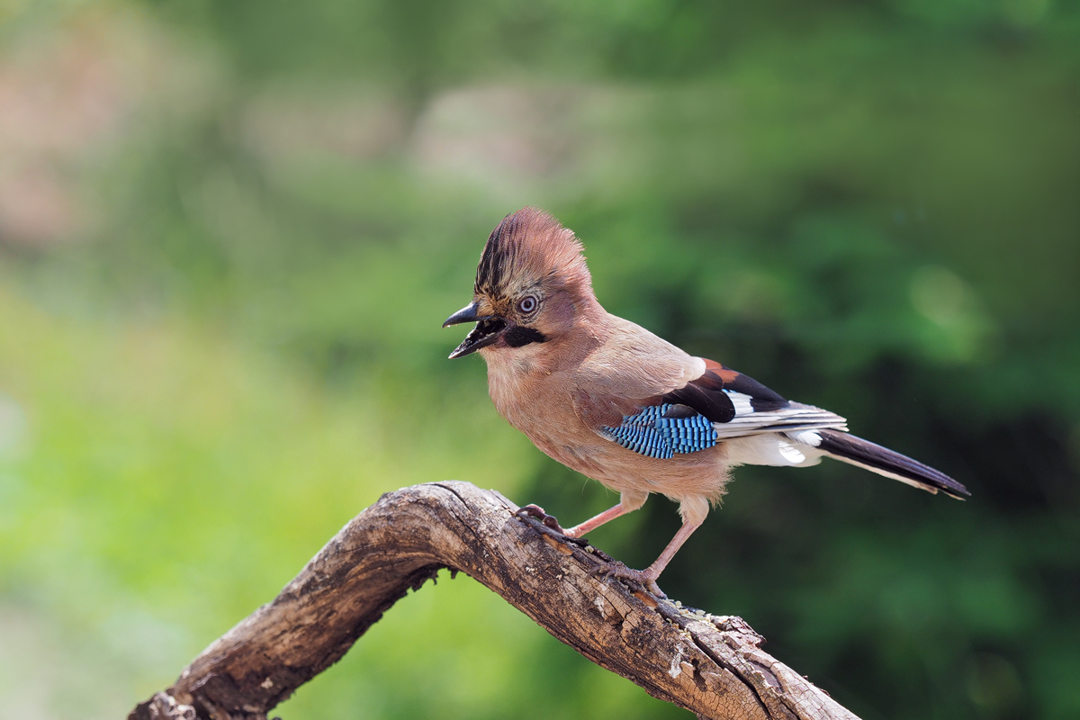 Garrulus-glandarius-OOG19880---Kopie.jpg