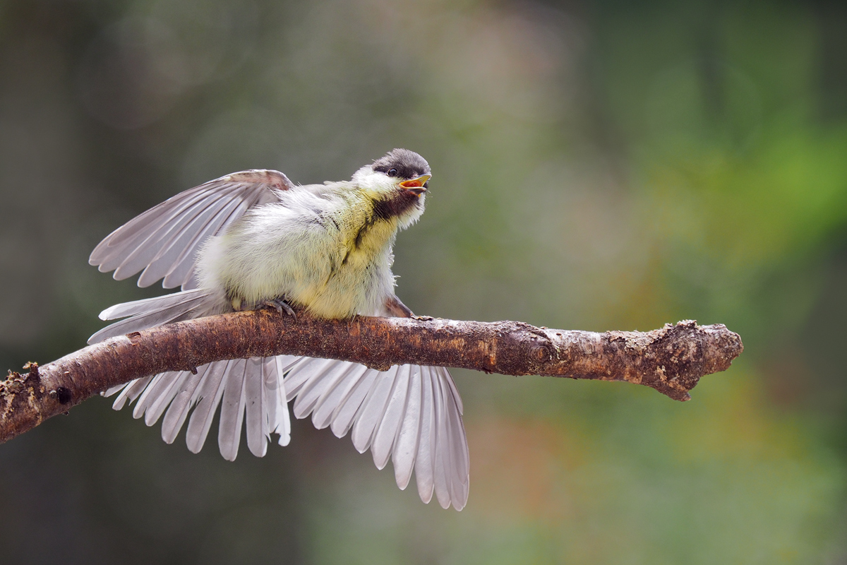 Parus-major-OOG30835---Kopie.jpg