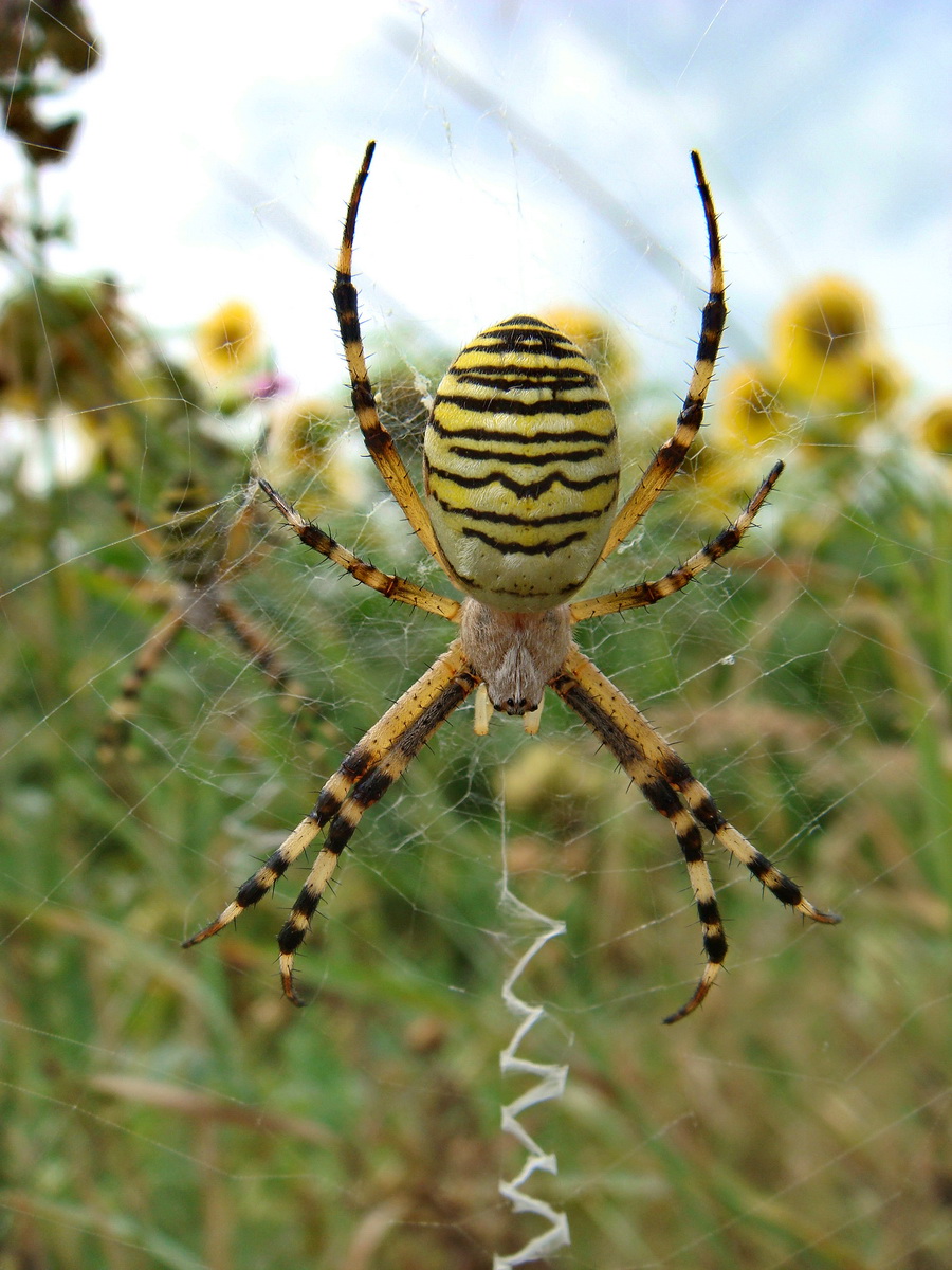 Zebraspinne_01.jpg