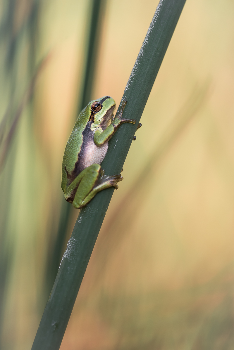 Laubfrosch-3641.jpg