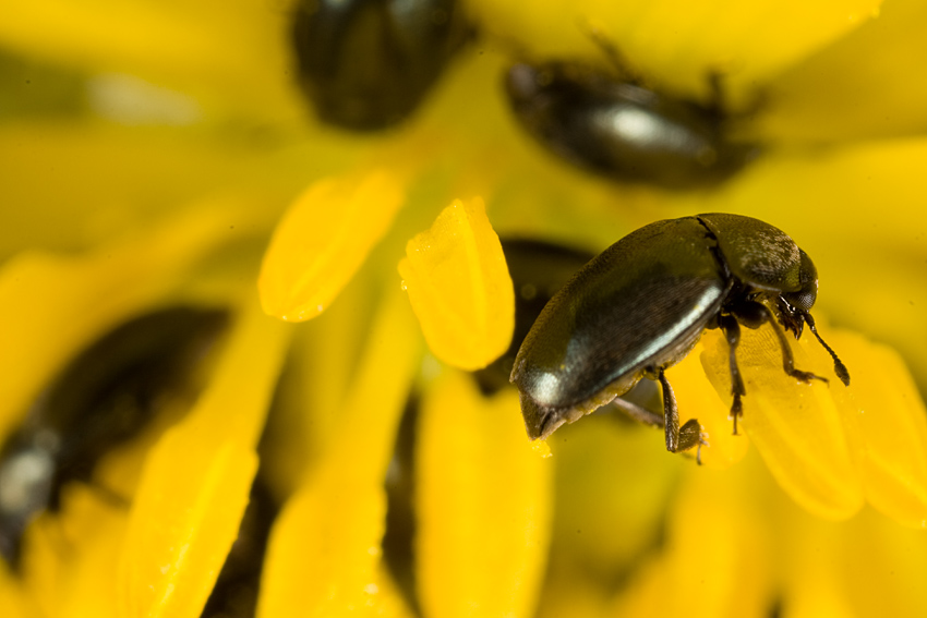 bug_side.jpg