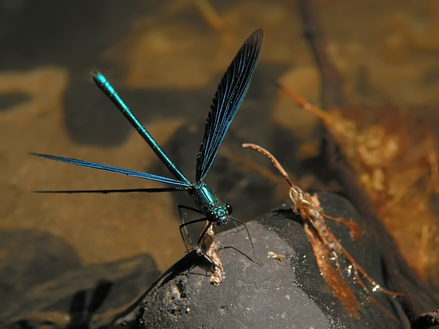 calopteryx_virgo_3_175.jpg