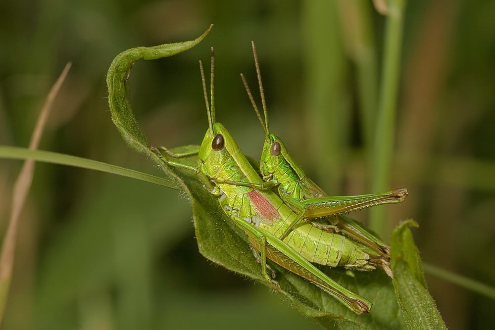 euthystira_brachyptera_kleine_goldschrecke_paarung_177_124.jpg