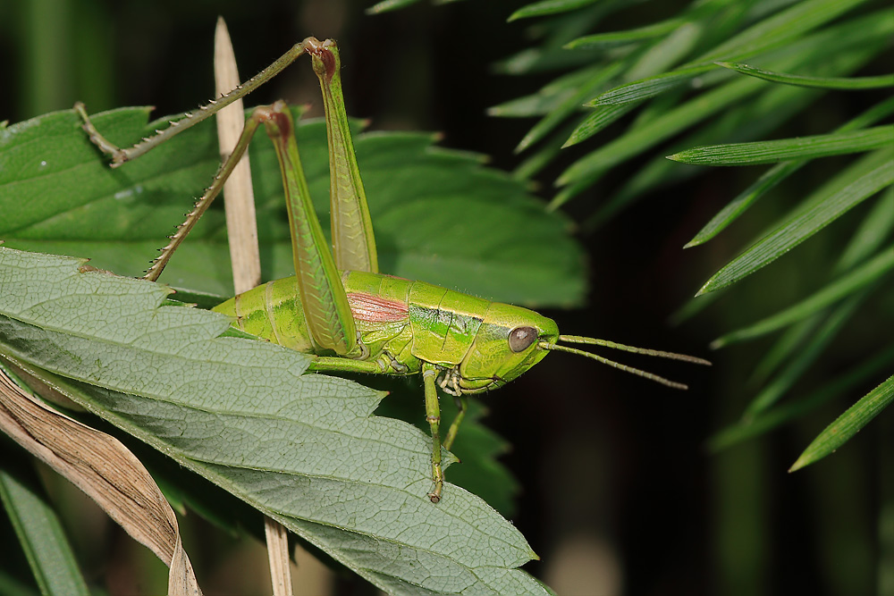 wurmloh_juli_07_chrybra_fh_004_kopie_149.jpg