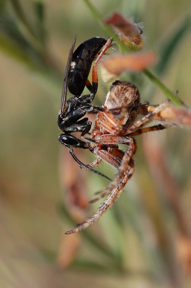 episyron_rufipes_rotbeinige_wegwespe01_173.jpg