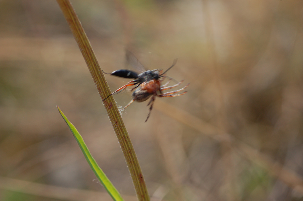 episyron_rufipes_rotbeinige_wegwespe03_561.jpg