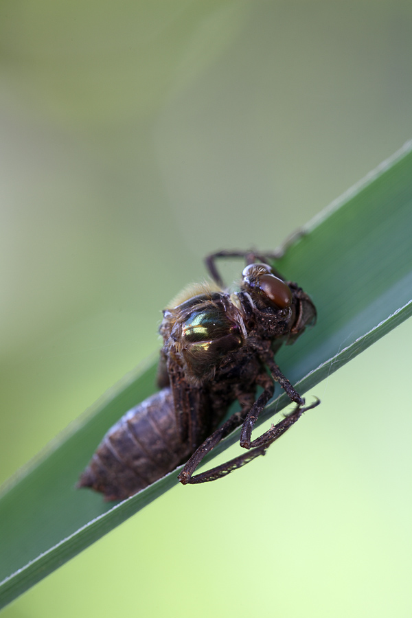 libelle_2008_05_03_0031_108.jpg