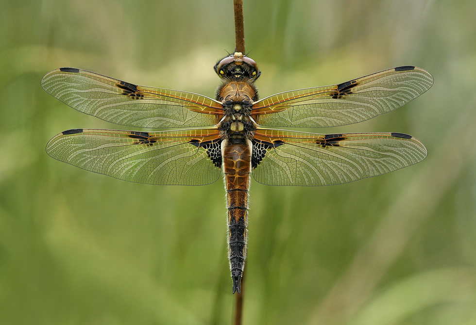 vierfleck_moor_m_2008_01mf_581.jpg