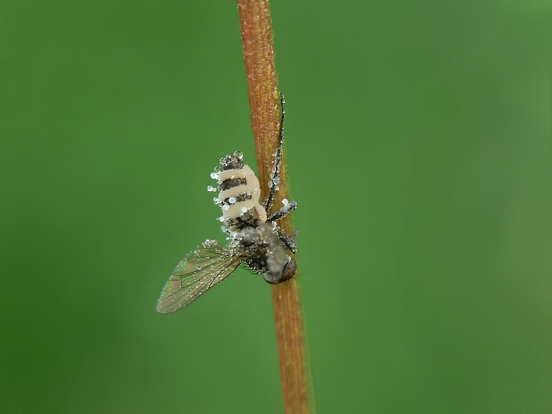 fliege_mit_pilz7_212.jpg