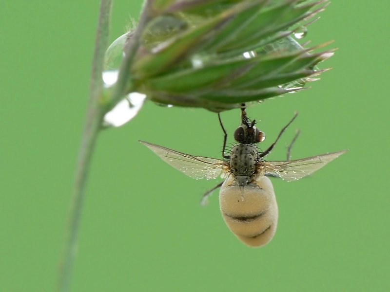 fliege_mit_pilz3_114.jpg