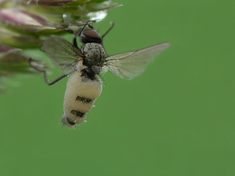 fliege_beim_schluepfen_954.jpg