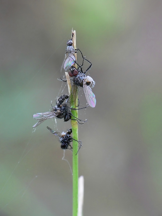 fliege_mit_pilz5_131.jpg