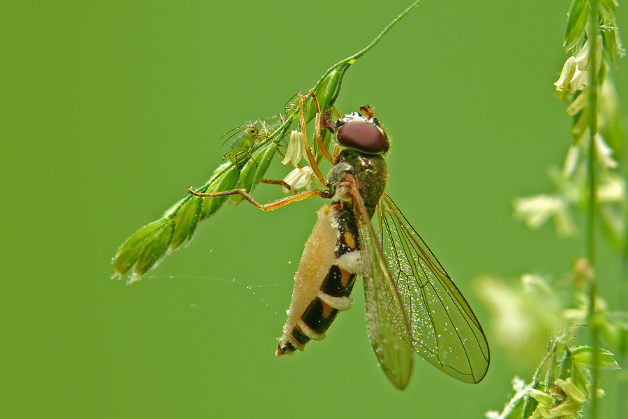 schwebfliege_u_fliegenschimmel_mf_128.jpg