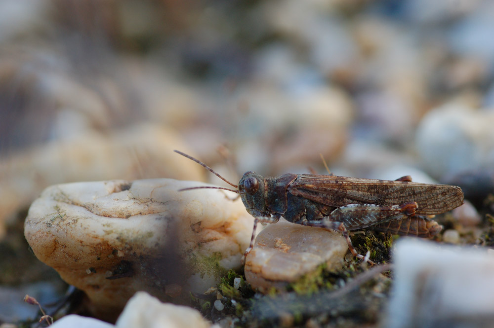 sphingonotus_caerulans__blaufluegelige_sandschrecke__maennchen03_154.jpg