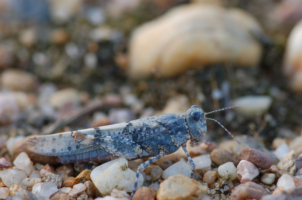 sphingonotus_caerulans__blaufluegelige_sandschrecke__weibchen01_178.jpg