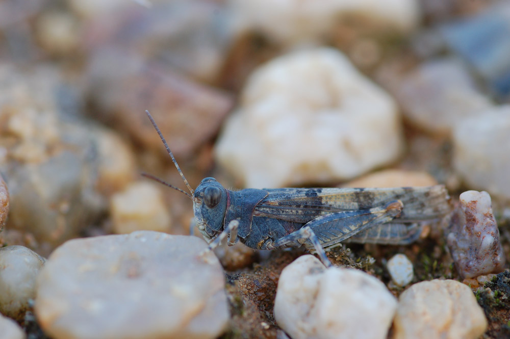 sphingonotus_caerulans__blaufluegelige_sandschrecke__maennchen05_187.jpg