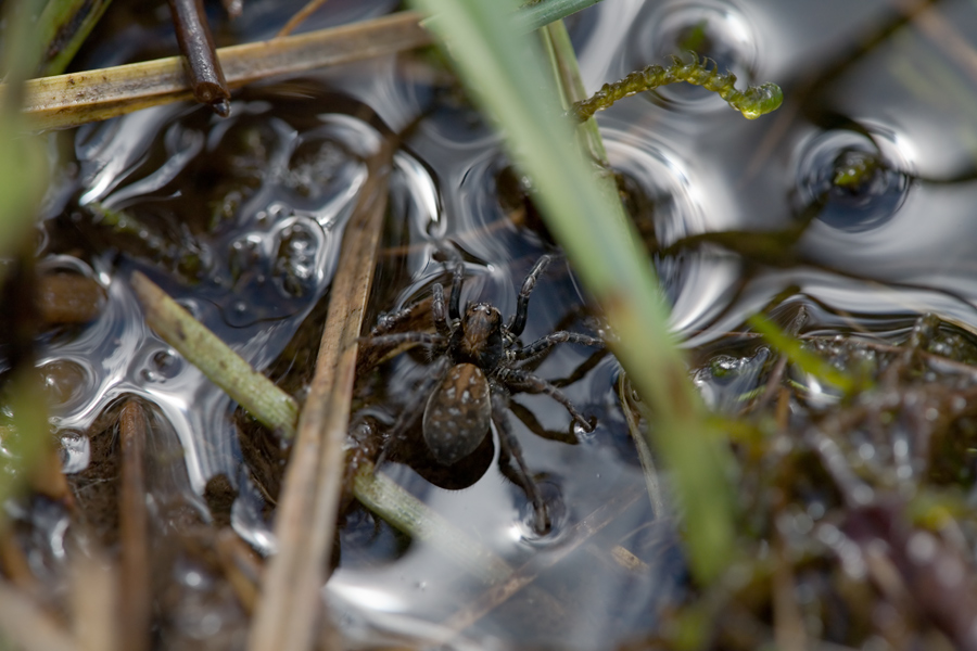 img_4568_braune_spinne_112.jpg