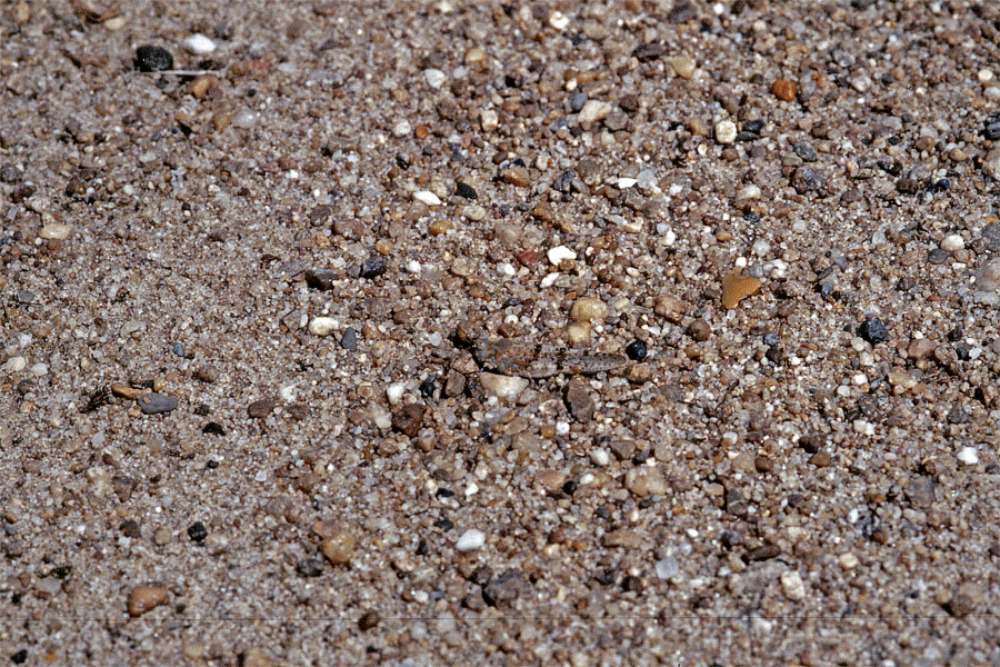 sphingonotus_caerulans_145.jpg