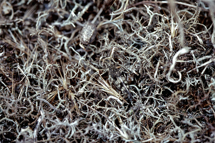 oedipodia_caerulescens_151.jpg