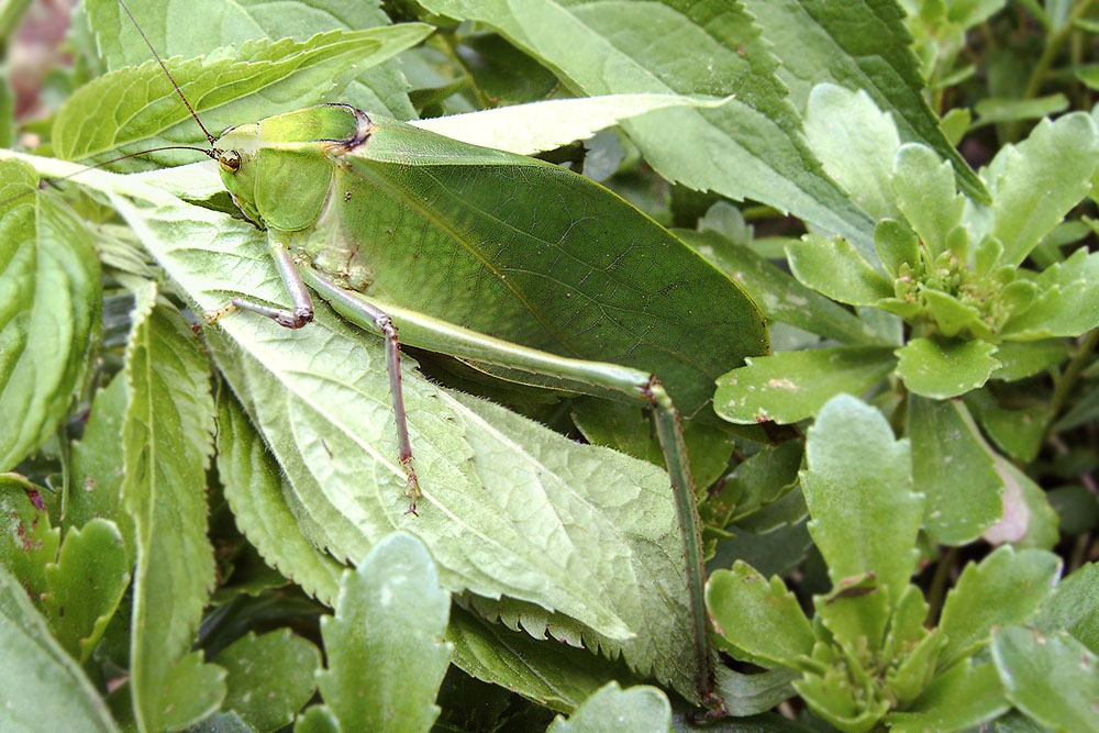 terrarium_juli_06_blattschrecke_laubheuschrecken_001_kopie_206.jpg