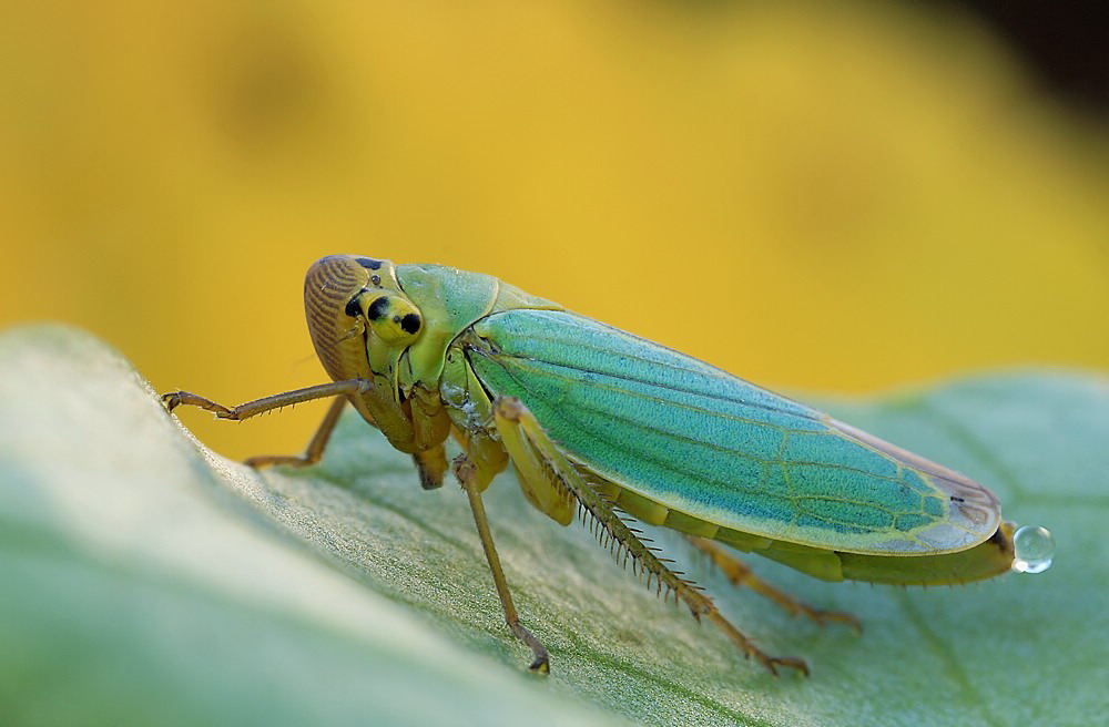 cicadellaviridis4186web2_591.jpg