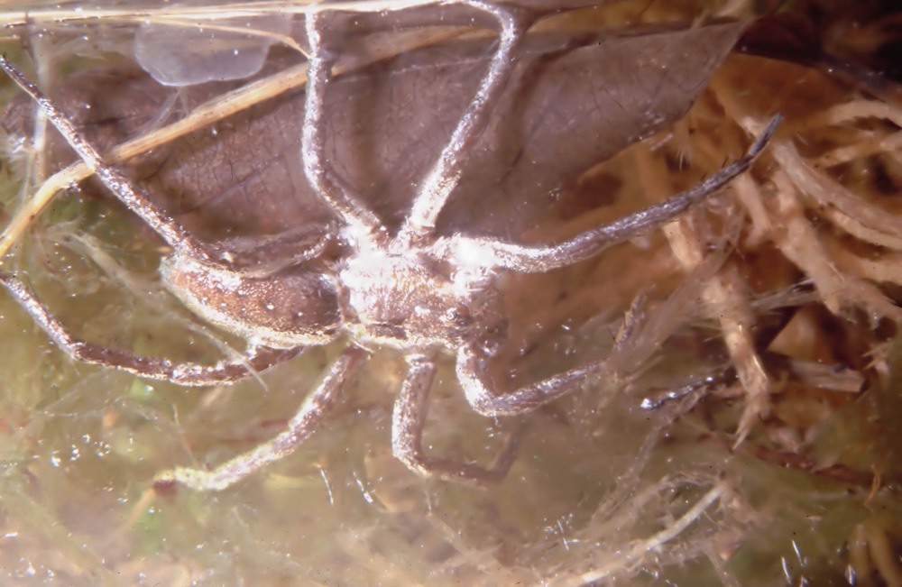 11_dolomedes_unter_wasser_181.jpg