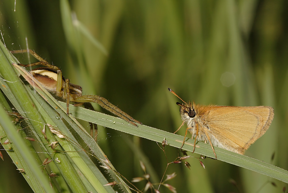 9_wurmloh_juni_07_dolomedes_dickkopf_do_003_kopie_165.jpg