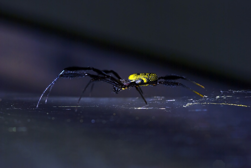 golden_orb_web_spider1_104.jpg