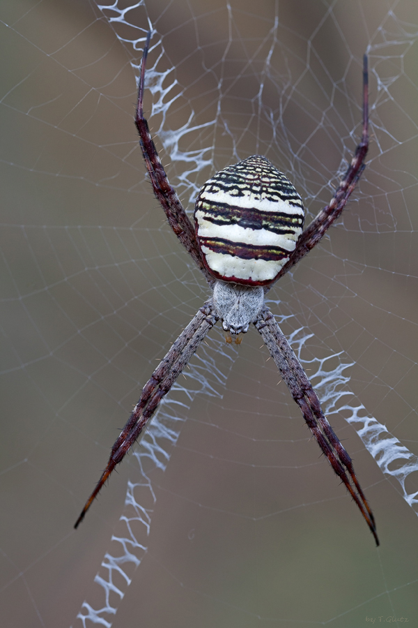 20111219_argiope_aemula_2_708.jpg