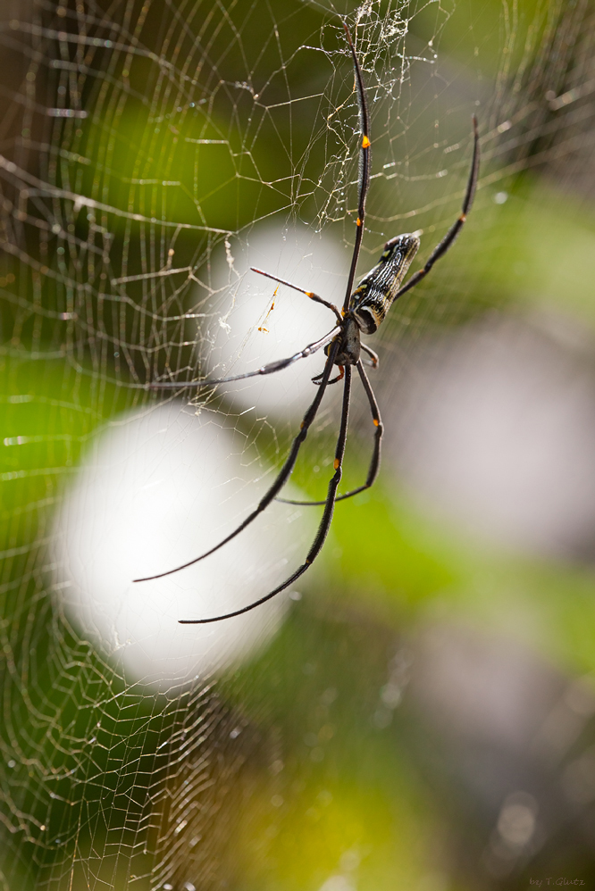 20111228_nephila_maculata_115.jpg