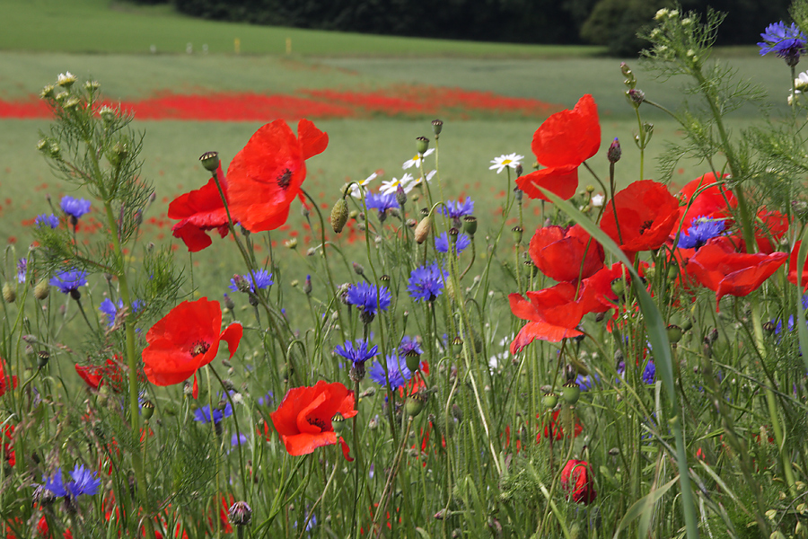 landw_mohn_korn_366.jpg