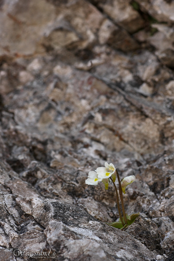 14_7106_pinguicula_alpina_schaaf_202.jpg