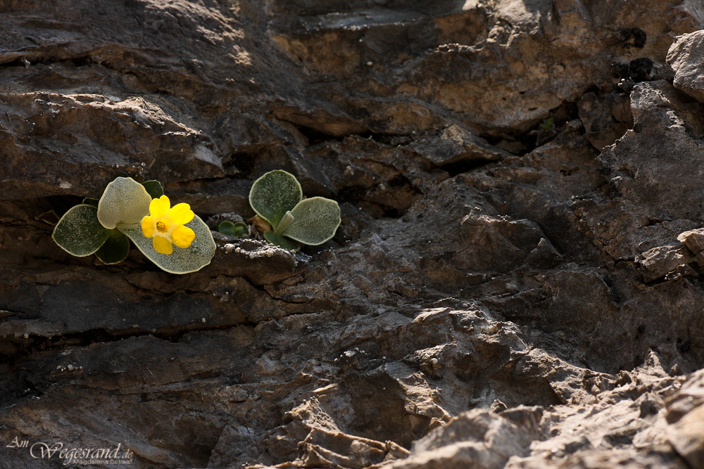 11_primula_auricula_schaaf_160.jpg